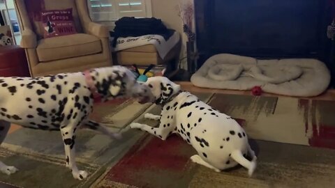 Dogs often sneeze while playing