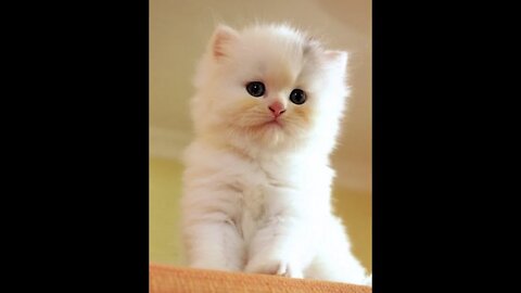 Funny Cats and Kittens Meowing Compilation.