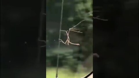 Stick bug hanging’ on for dear life. 😂😂😂