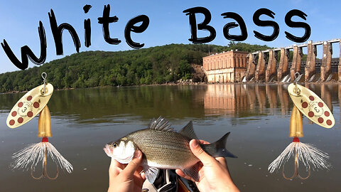 One Of The Best Baits For White Bass. (BULLET SPINNERS).