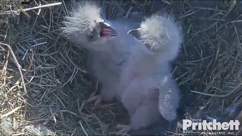 E17 and 18 have their first meal.1-24-21