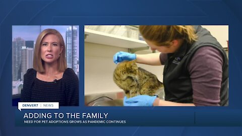 Adding to the Family: Need for Pet Adoptions Grow