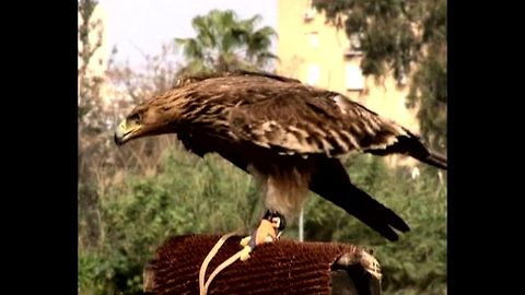 Wounded Eagle Learns To Fly Again