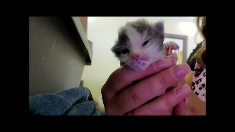 Whole Bunch of Kitten Stuff