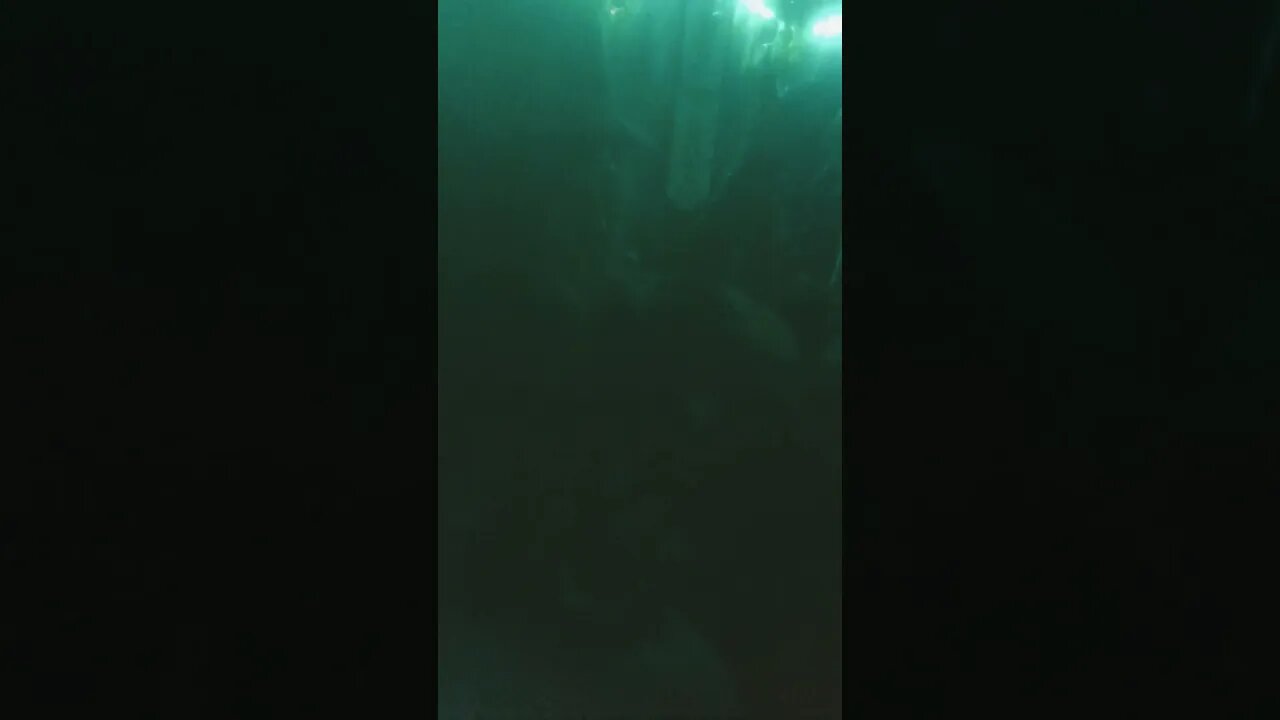 Bob mauled me and ruined take 1🤣😭