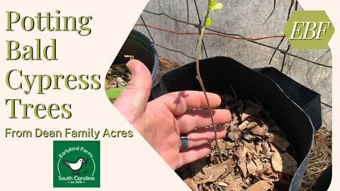Potting Bald Cypress Trees | What To Do with Bare Root Trees