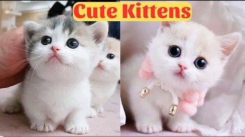 Cute Baby Cats - Cute and Funny Cat Videos Compilation 2023 - Part 1