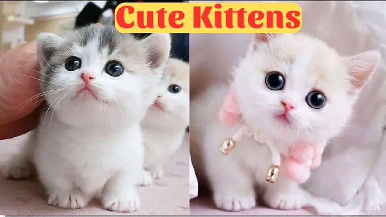 Cute Baby Cats - Cute and Funny Cat Videos Compilation 2023 - Part 1
