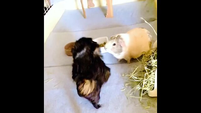 A crash course on guinea pigs 😂