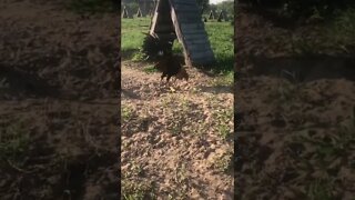 5/8 Sweater 3/8 Sweater BroodCock #2