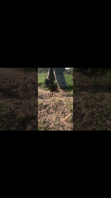 5/8 Sweater 3/8 Sweater BroodCock #2