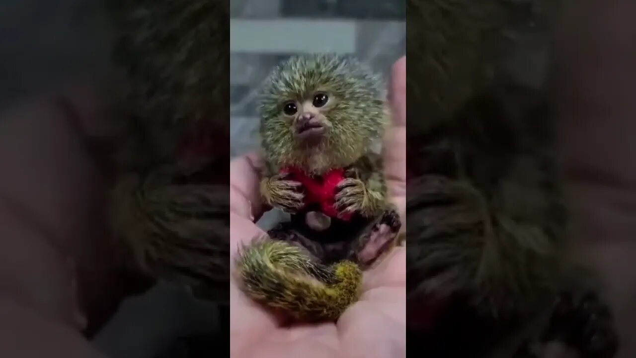 World smallest monkey