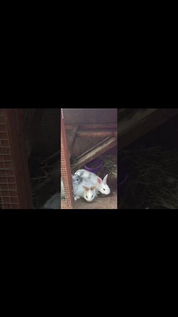 Our baby bunnies from last year #babybunnies
