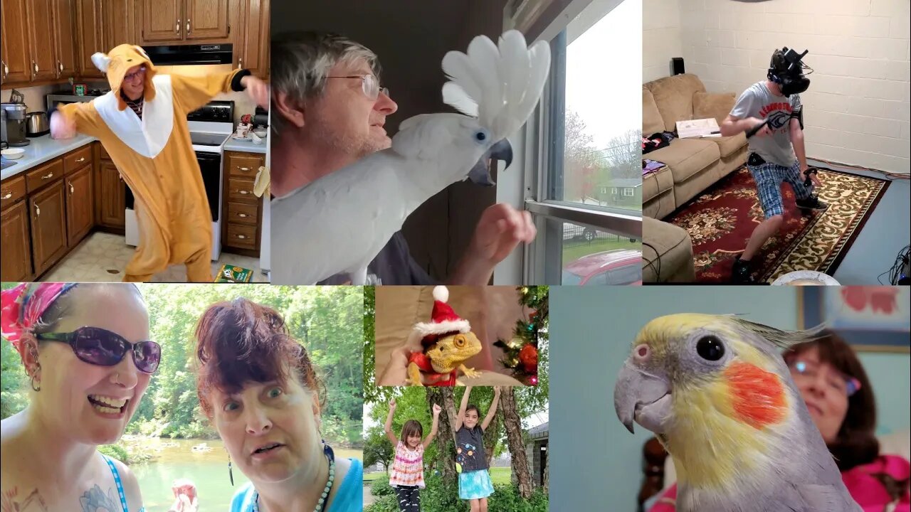 Crazy Moments With Onni Cockatoo Family