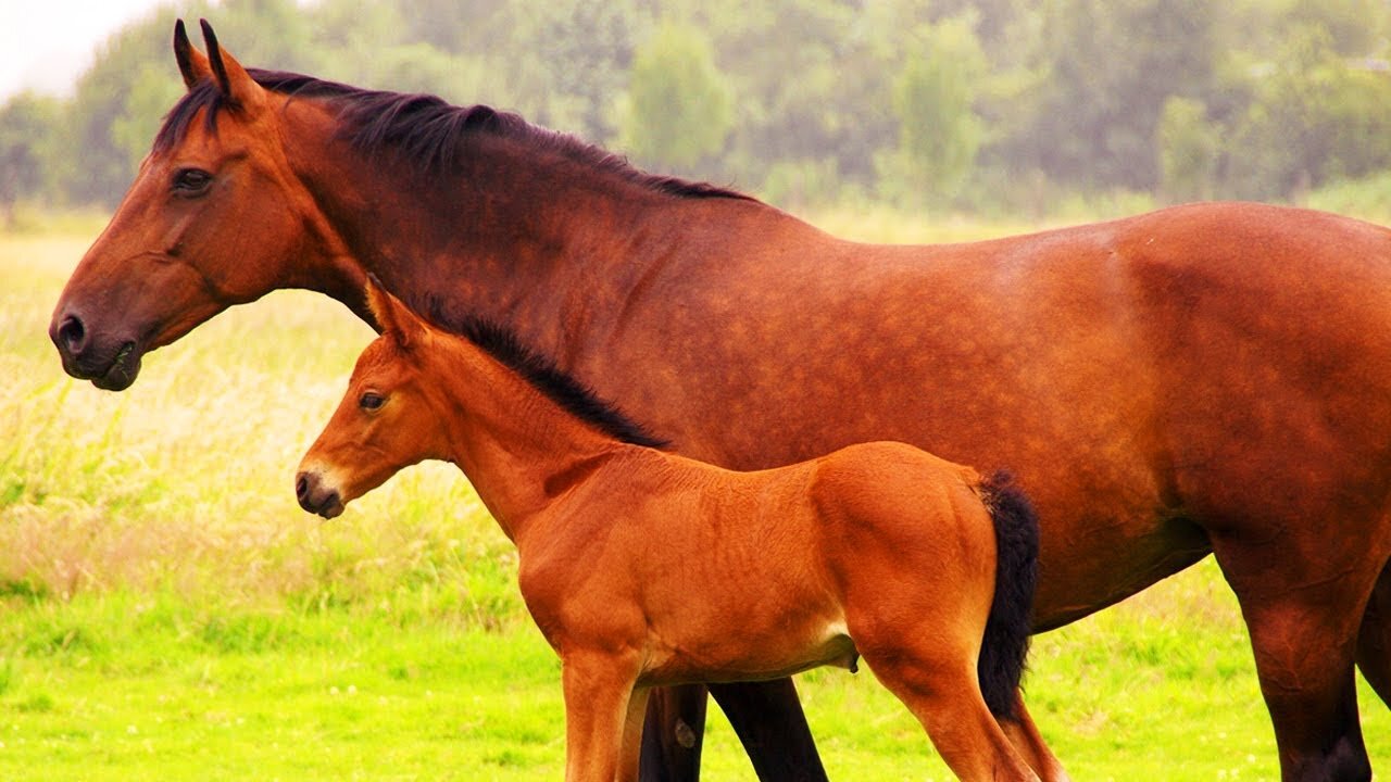 Cute Kiddo Summons Horse Herd // Adorable Child Calls the Horse Herd!