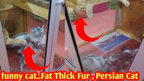 funny cat..Fat Thick Fur , Persian Cat