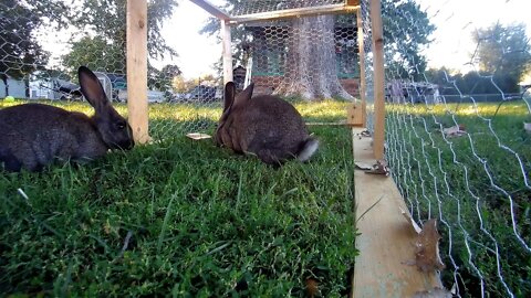 Young grey rabbits on a summer morning