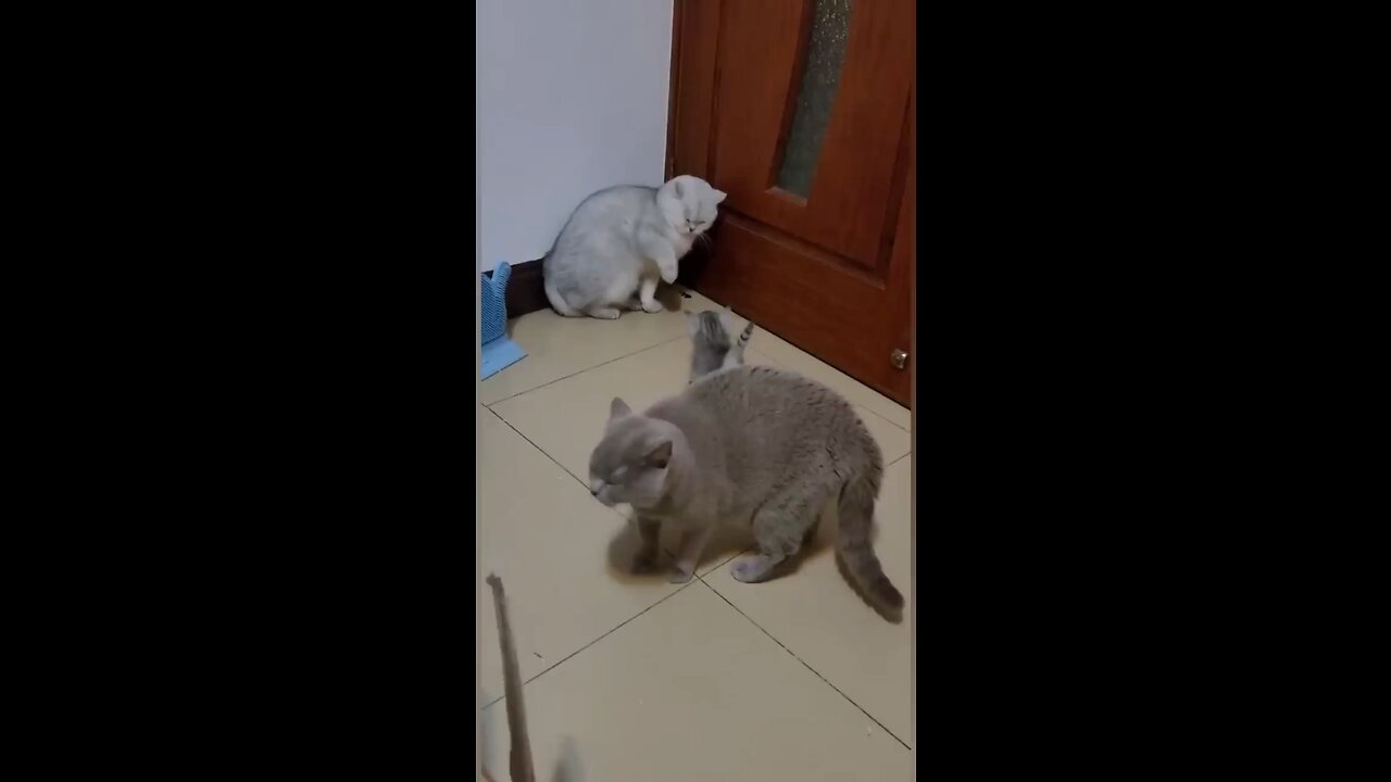 Funny cat