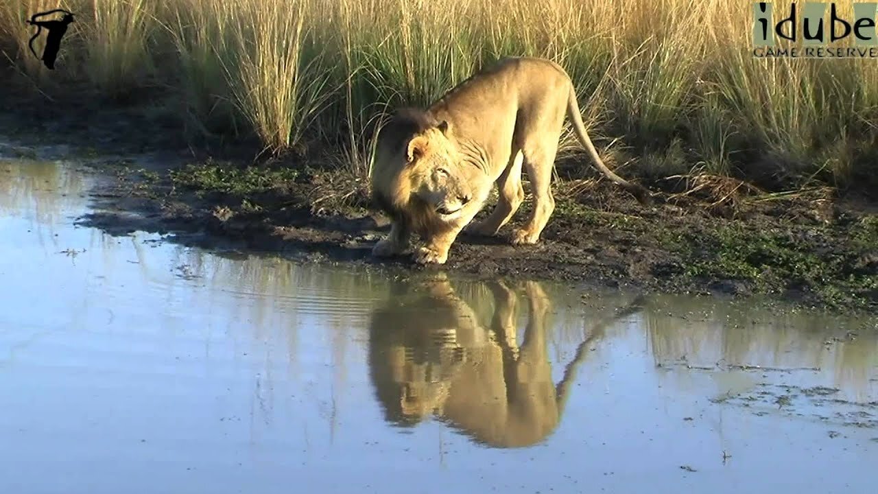 Male Lion Drinking