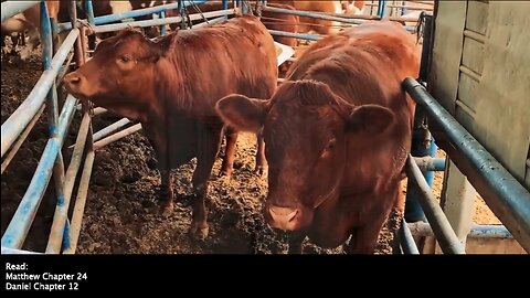 Red Heifers | Are Five Red Heifers Almost Ready? Have the Preparations Been Made to Build the Third Temple? What Is the Significance of the Red Heifers?