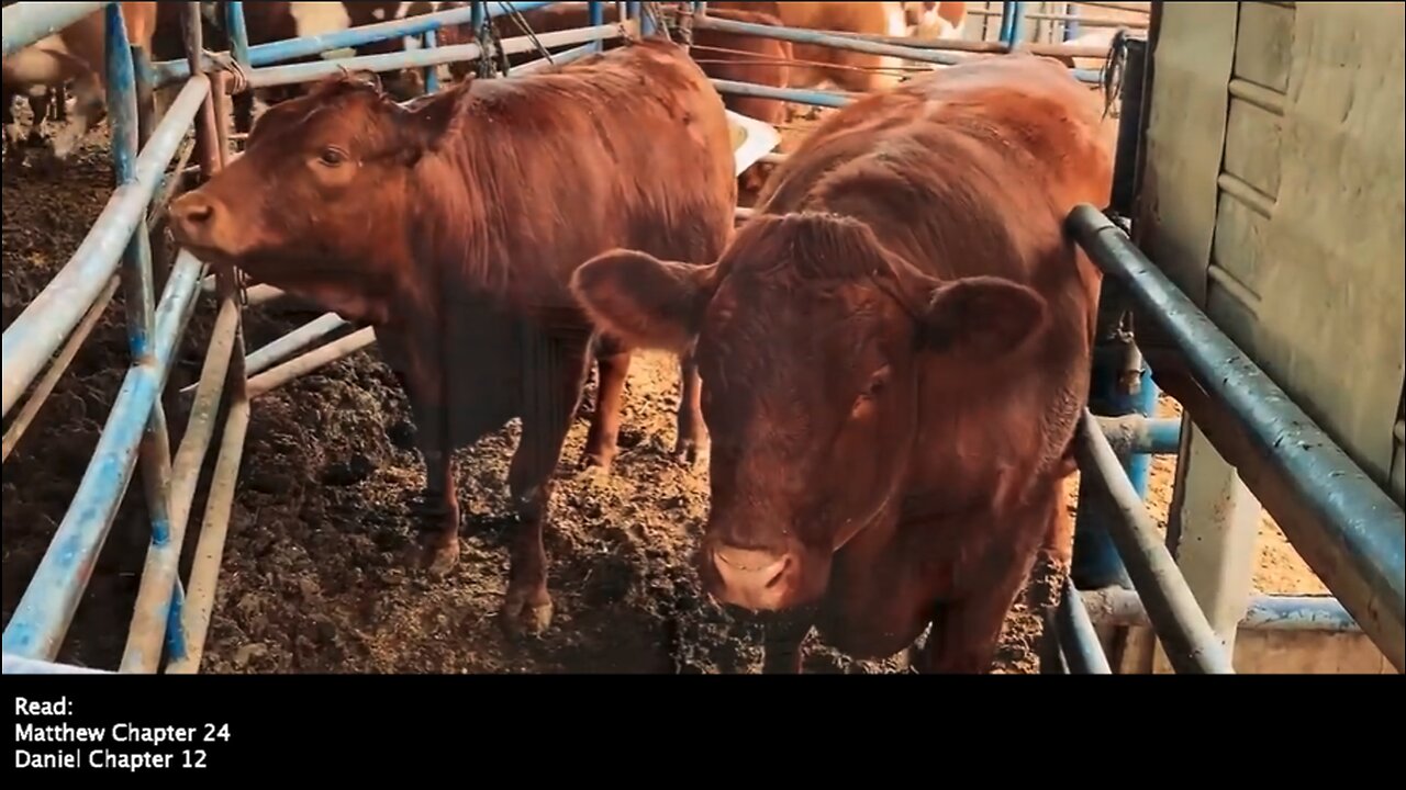 Red Heifers | Are Five Red Heifers Almost Ready? Have the Preparations Been Made to Build the Third Temple? What Is the Significance of the Red Heifers?