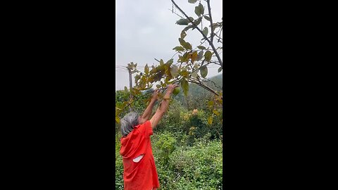 Homeless old man picking guava and funny ending