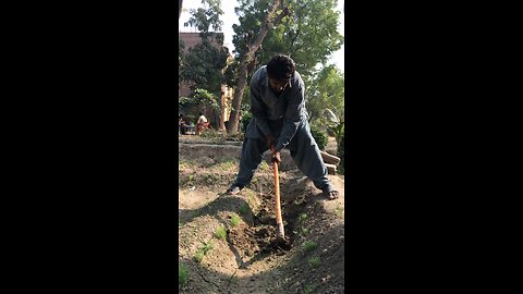 A Farmer Weeding field