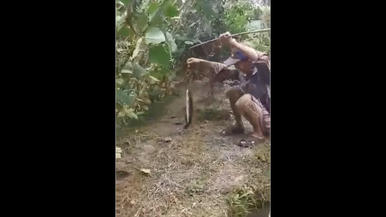 The most useful method for Catching sneakhead fish in Mekong delta (South Vietnam)!