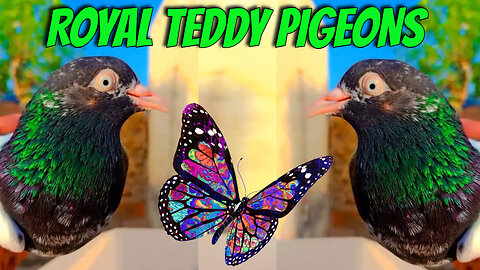 ROYAL TEDDY PIGEONS