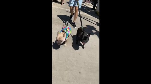 Dog Racing For Treats | Mochi The French Bulldog