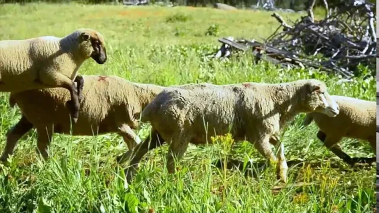 Domestic Sheep Trailing on the Payette National Forest