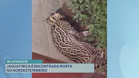 MG-217 em Poté: jaguatirica é encontrada morta no Nordeste Mineiro