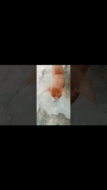 Dog Crying For Food 😭😭😭❤️❤️❤️ #shorts #dogs #puppy #desidog