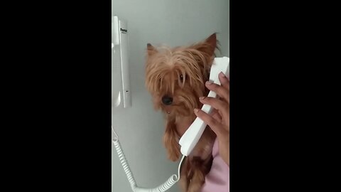 Dog call 😂🐩|| funny video