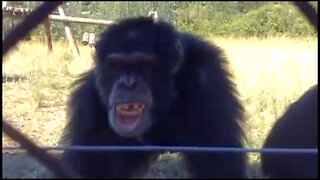 Monkey Racket - Gorillaz