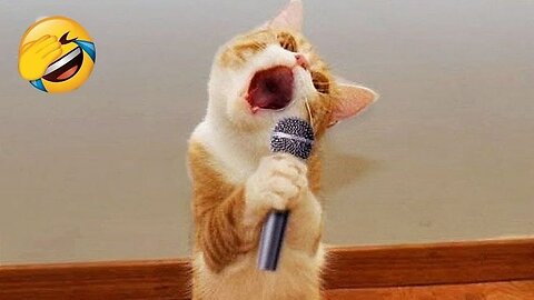 Funny animal video, funny cat video funny kittens
