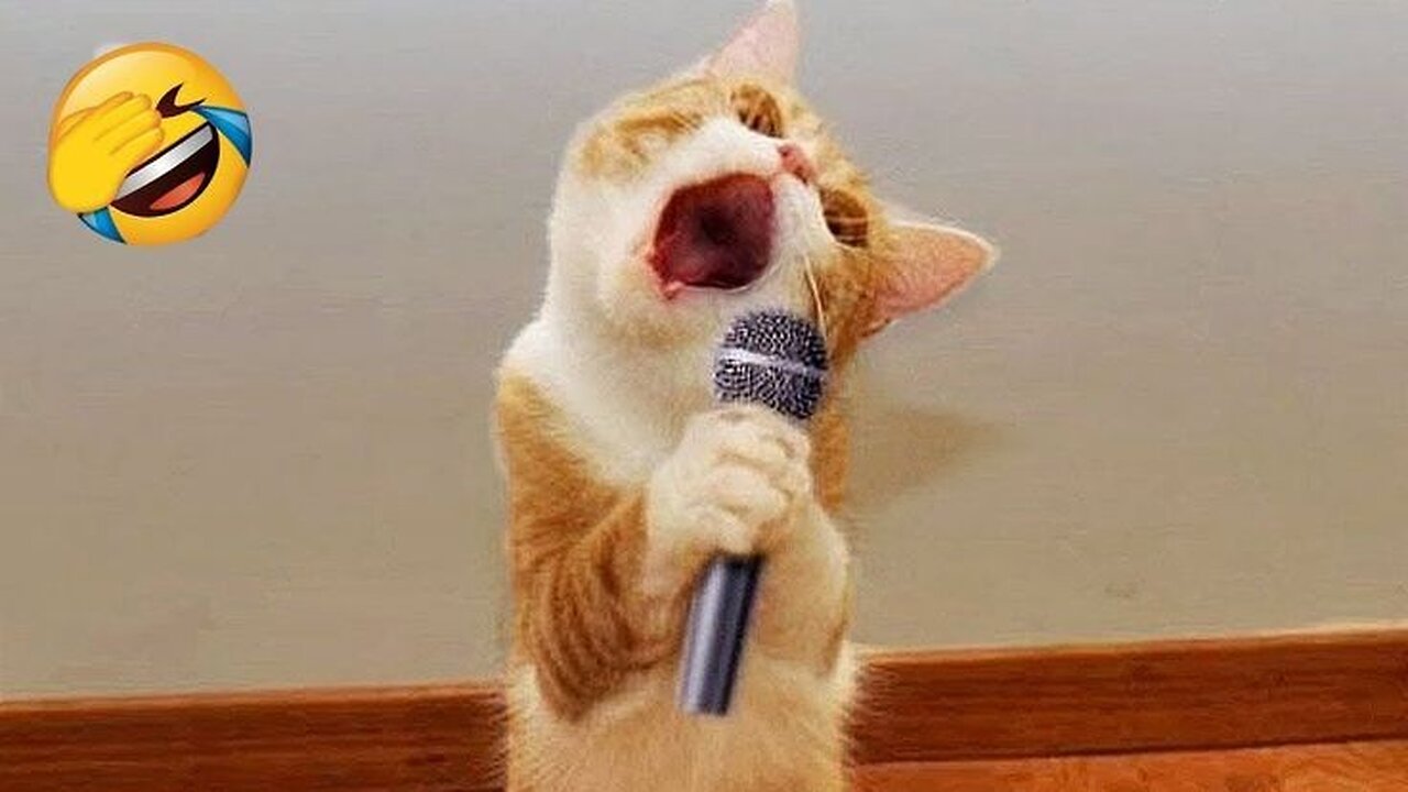 Funny animal video, funny cat video funny kittens