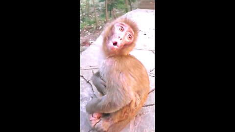 monky funny