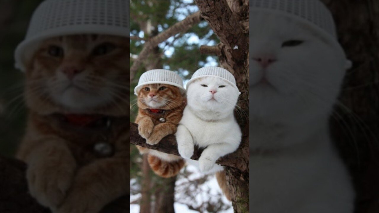 Funny animals 2023π - Funniest Cats and Dogs Videoππ8 #shorts #funny #funnyvideos