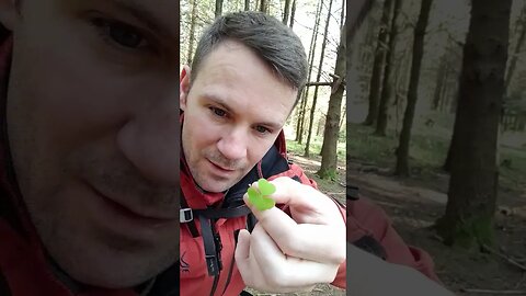 foraging #bushcraft #survival