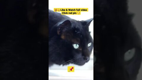 cute cat videos 😹funny videos 😂1329😻#shorts #catvideos #funnycatsvideos #cat #funny_cat #cutecat