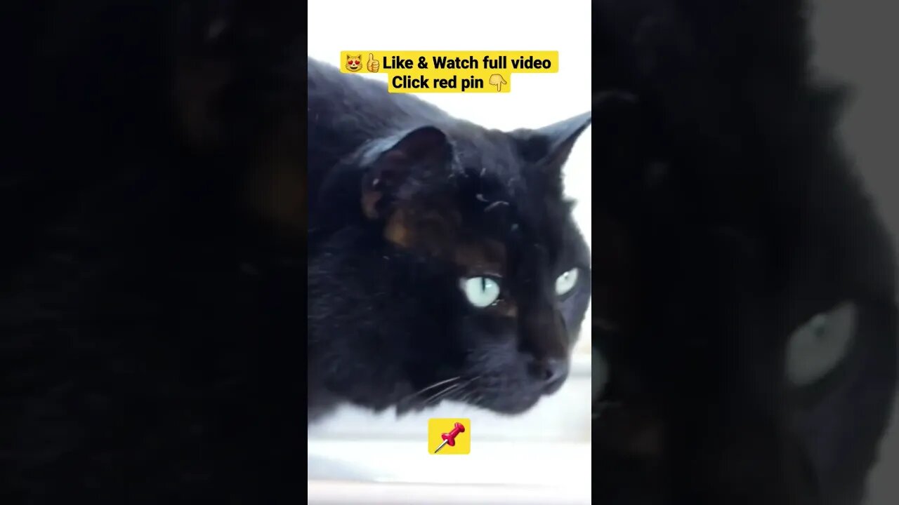 cute cat videos 😹funny videos 😂1329😻#shorts #catvideos #funnycatsvideos #cat #funny_cat #cutecat