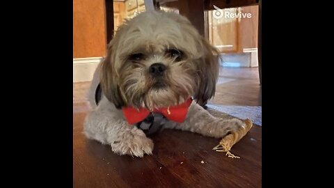 Nothing makes animo happier than his favorite treats 🦴🐾❤️🦴🐾❤️