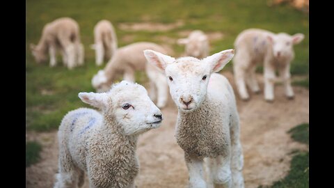 Lamb to the Slaughter short summary