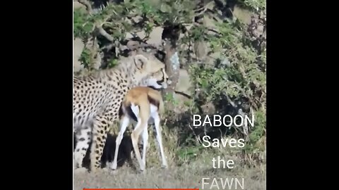 BABOON Saves The FAWN