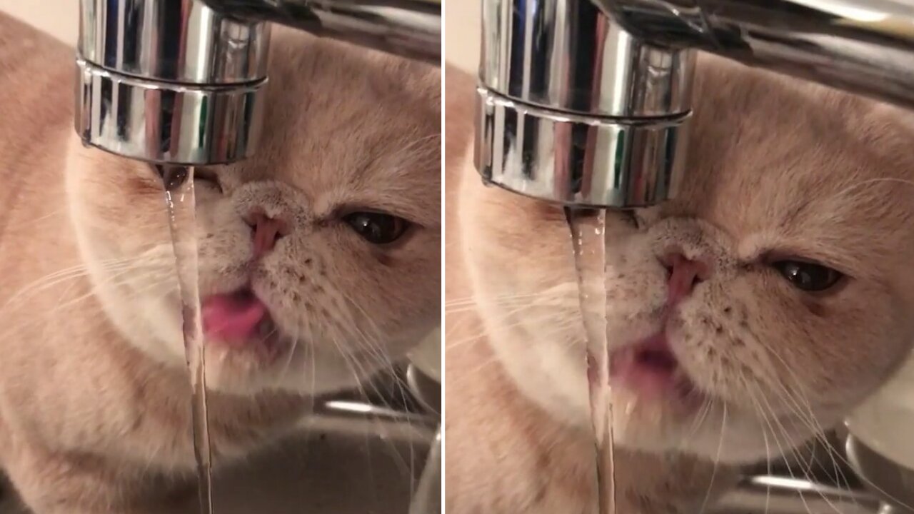 Cat drinking water direct to the tap amazing style cute reaction