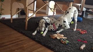 Dalmatian couple enjoy playtime together