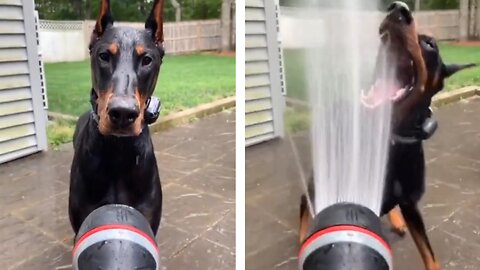 Pouring water into the dog's mouth after bathing with sprinkler