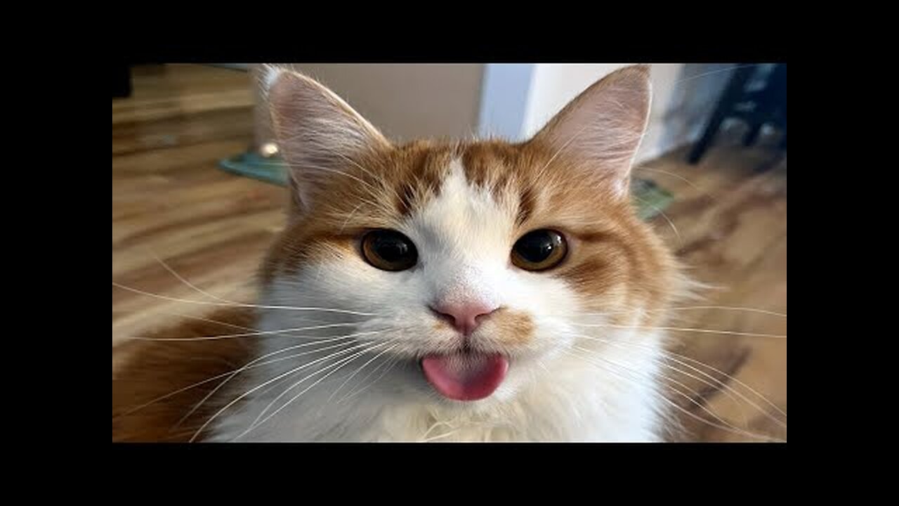 FUNNY CAT MEMES COMPILATION OF 2023 V29