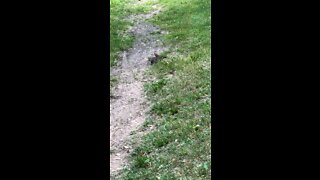 Bunny on the trail